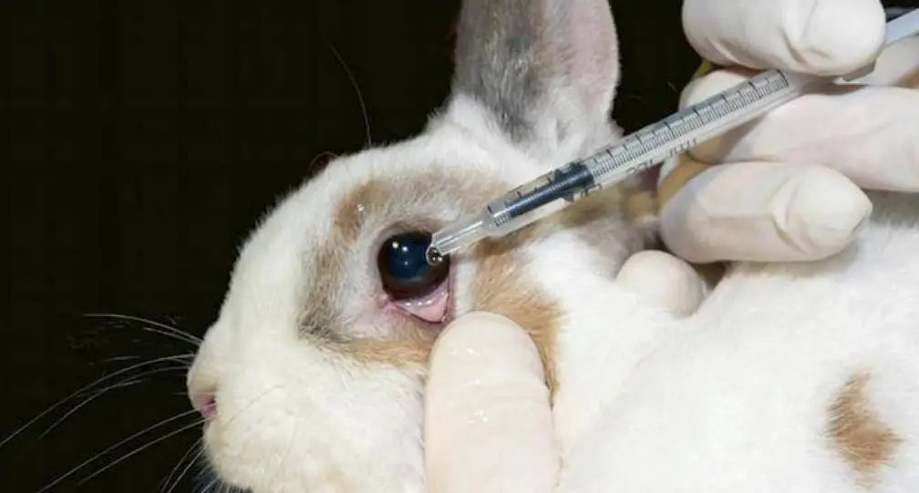 马斯克公司回应残忍虐猴,动物实验什么时候是个头?
