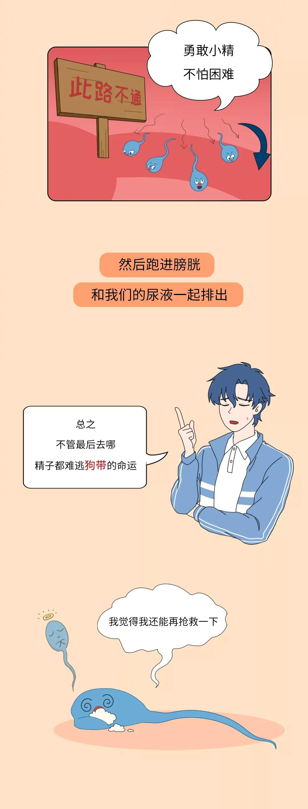 被男生憋回去的小蝌蚪都去哪儿了？