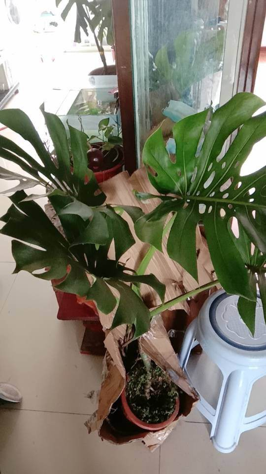 招财进宝的绿植（搬新家送什么植物吉利）