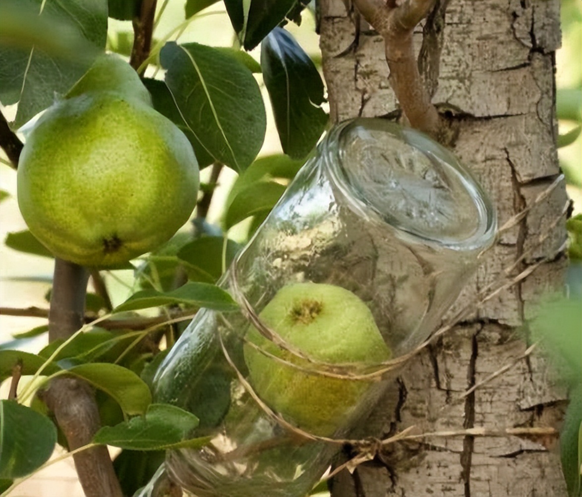 五粮液“永不分梨”酒，瓶中偌大的鸭梨，是如何被完整装进去的？