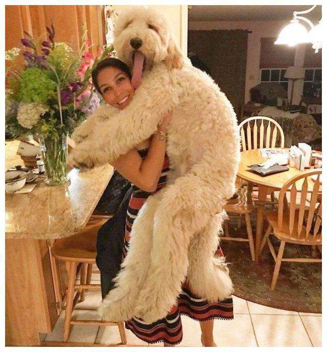 巨贵犬多少钱一只(盘点) - bat日报