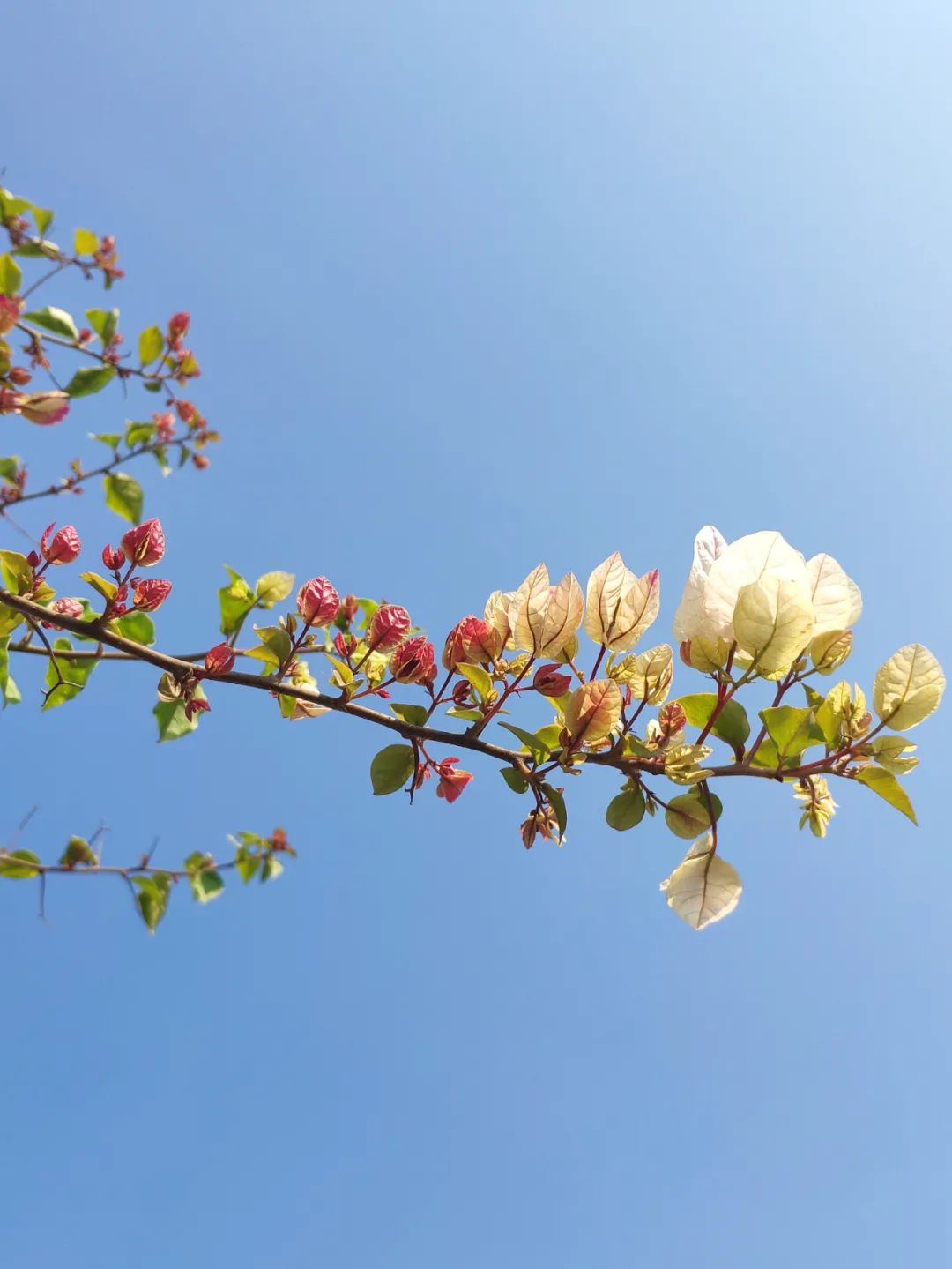 10首经典《蝶恋花》，全是传世名作，柳永的最深情，苏轼的最伤感