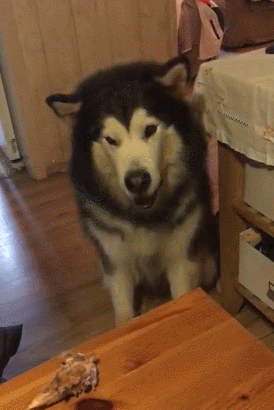 狗狗交配后，为什么会流血？这正常吗？