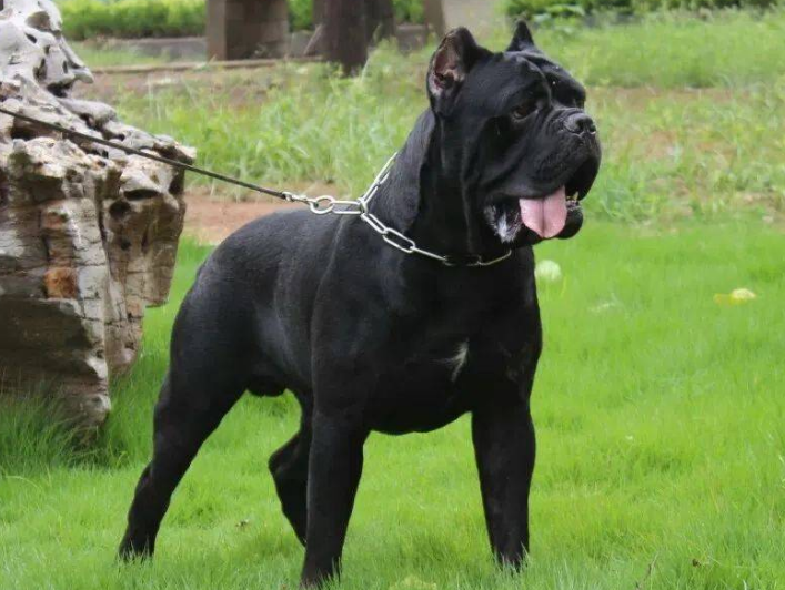 卡斯罗是非常出名的世界猛犬,身体健壮,肌肉结实,说它是强壮狗也合