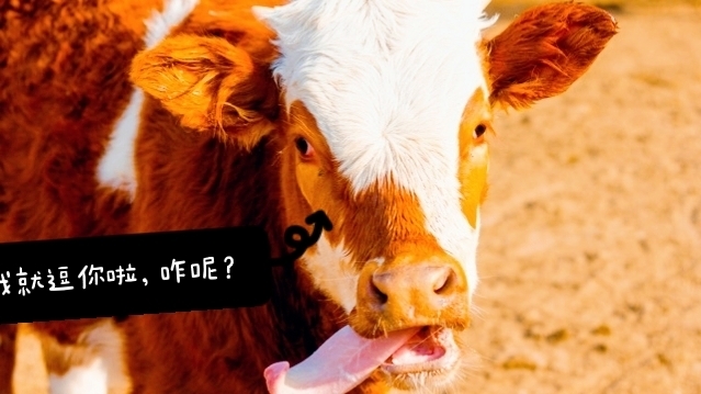 憨厚朴实的老黄牛,有时候也太搞笑啦,这10张图片让我笑啦