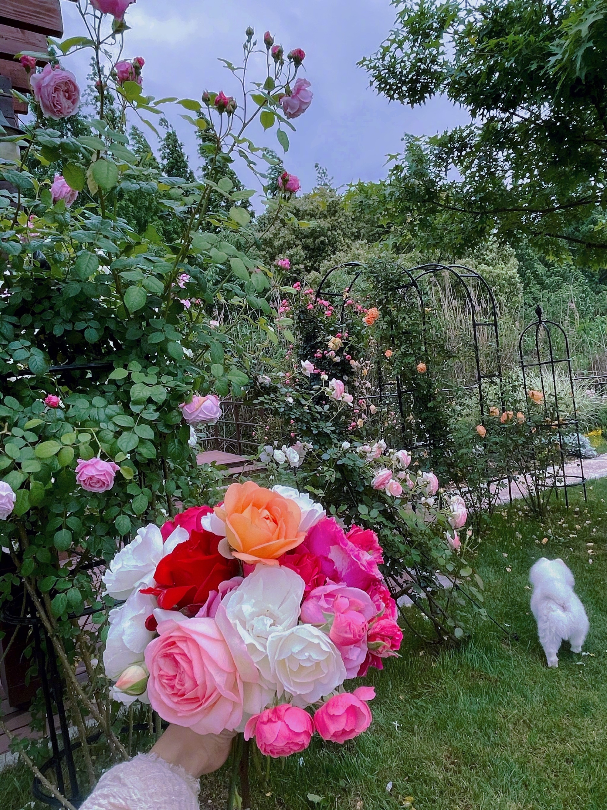 是女明星也是“菜农”！柳岩吃过刘亦菲种的茄子，张馨予家有农场