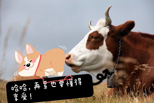 憨厚朴实的老黄牛,有时候也太搞笑啦,这10张图片让我笑啦