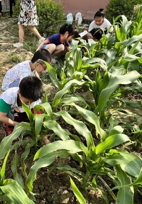 习节气·承传统|记成都高新区朝阳小学丰富多彩的立夏节气主题活动