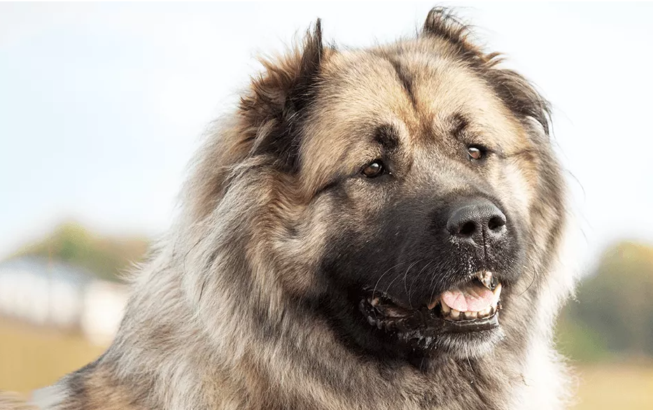 卡斯罗犬图片(五种大型犬，为何有些是禁养的，它们是如何繁育出来的？（二）)