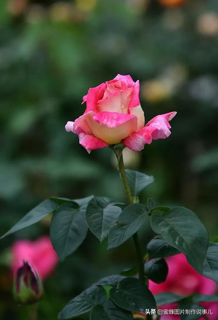 这些“吉祥花”，娇艳欲滴，姹紫嫣红，养在家里寓意深远