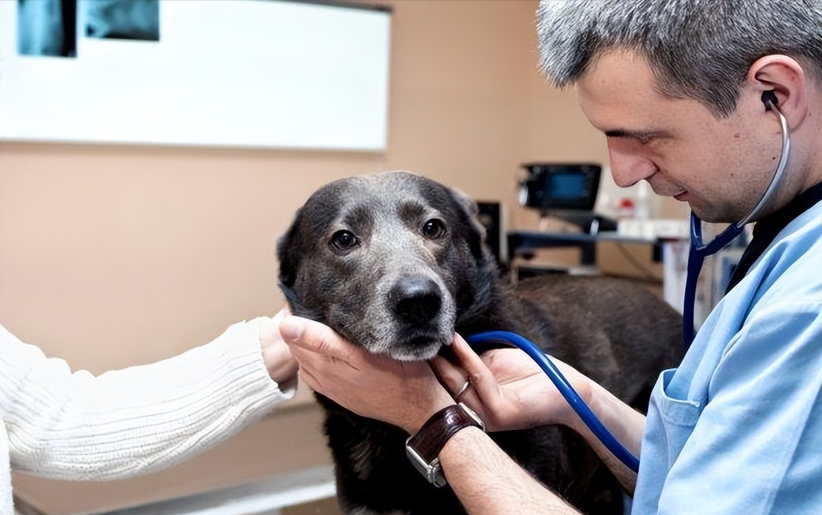 狗狗生病的8个“预兆”，最后一个经常被忽略，宠主要重视了