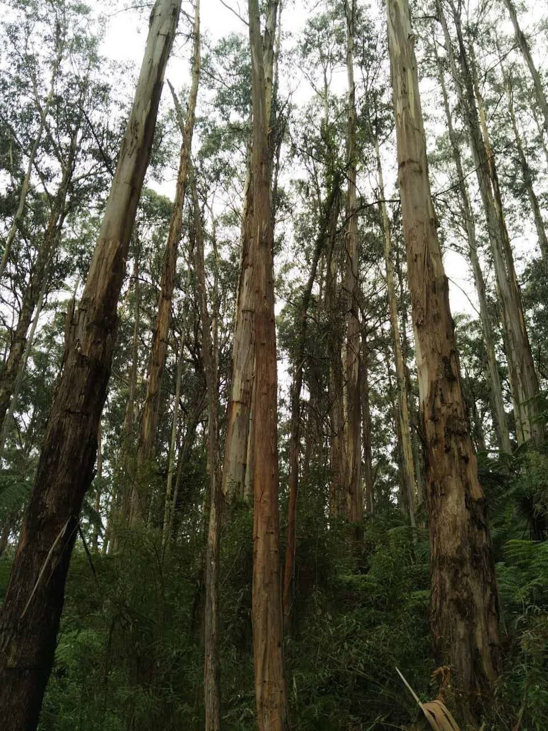 世界最高的树(全球最高的树：高度超50层楼，种子只有米粒大小，我国为何要引进)