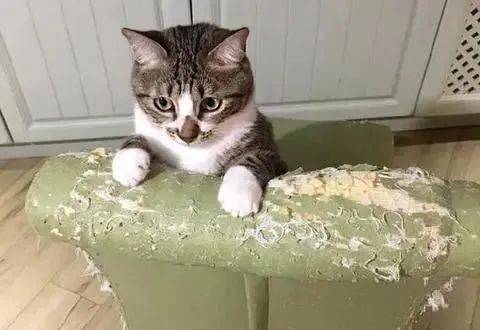 破防了!猫咪最想对主人说的13句话,看完落泪了