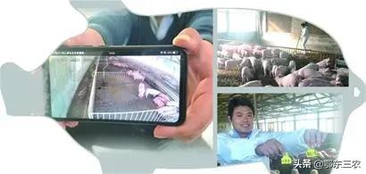 湖北“云养猪”是一个什么样的养猪模式？