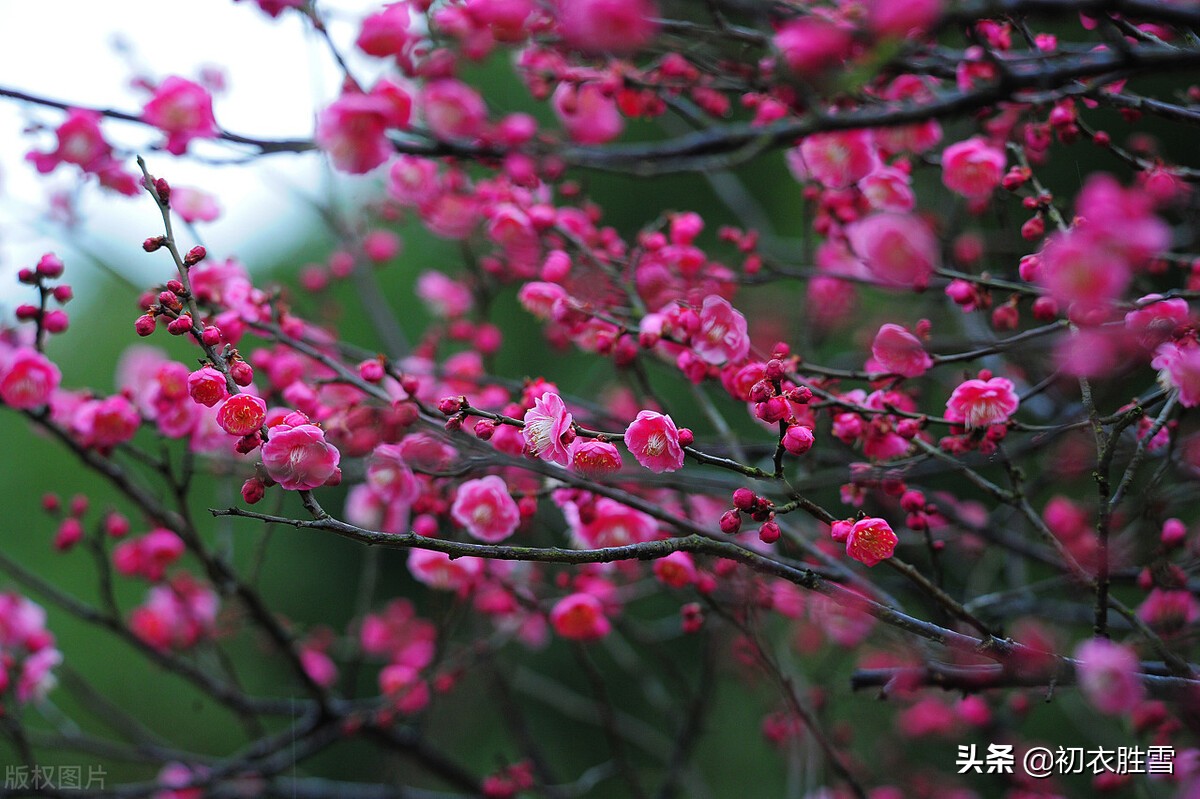 宋朝早春人日清新古诗六首：满地茸茸百草芽，又得红梅两树花