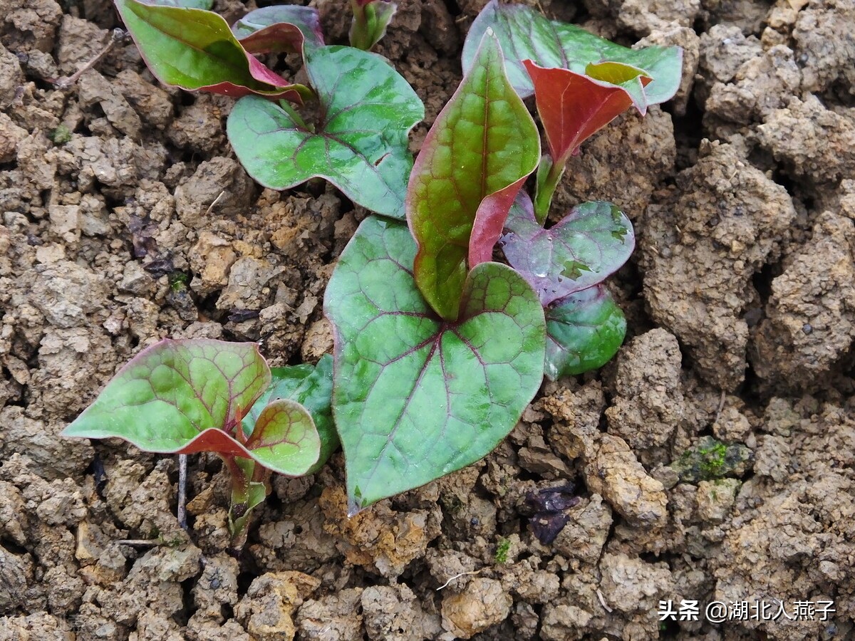 所有野菜圖片大全(教你認識不同的50種野菜及其吃法)