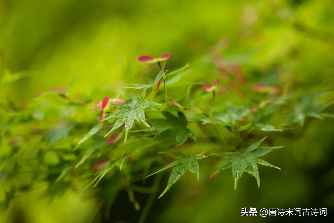 江南春雨，人间极致的浪漫