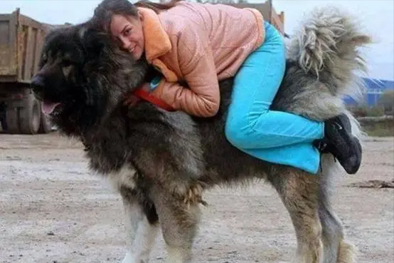 见到一定绕道走！地表战斗力爆表的12种猛犬，一獒战三狼战狮子？