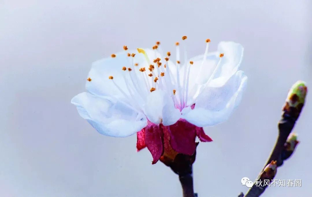 二月二花朝节林妹妹的生日，愿你不负花时不负良辰赴春日花开盛宴