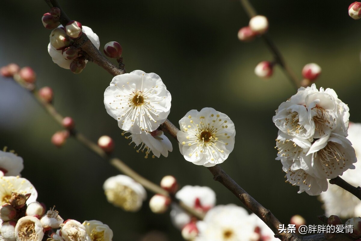 定定住天涯，依依向物华；寒梅最堪恨，常作去年花