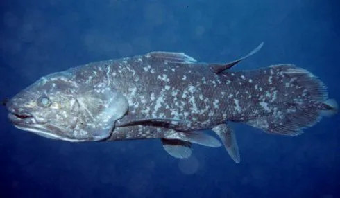 鱼类的活化石尾叶如矛的矛尾鱼