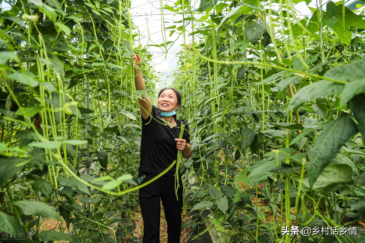 再難種植的蔬菜,只要掌握這五個核心方法,你就是種菜小達人