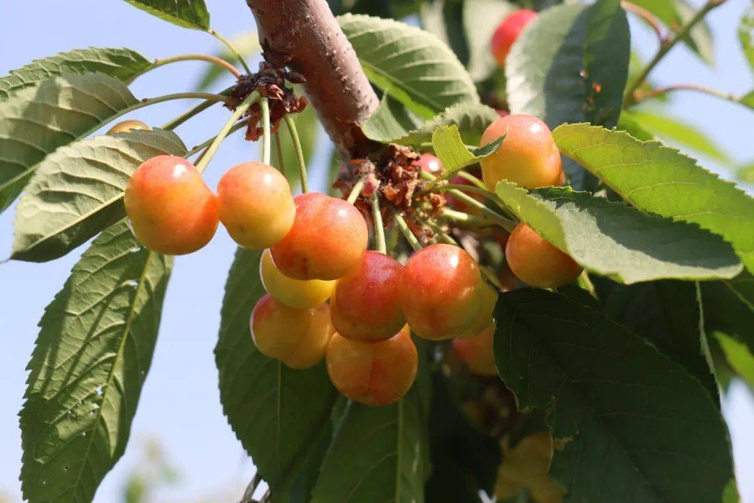 泰安市堽城镇高桥村：樱桃产业带“红”乡村振兴
