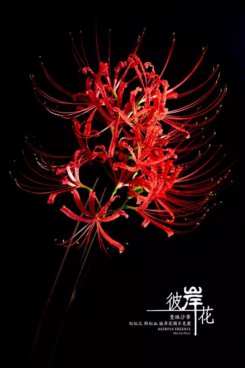 它还有一个动人的名字叫曼珠沙华.