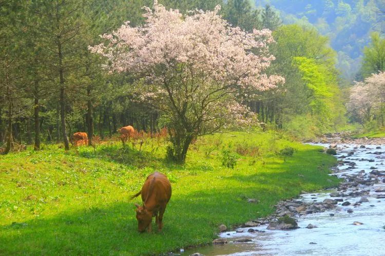漢中踏青好去處，這個(gè)地方必打卡！
