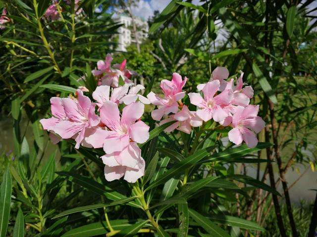 3種“有害花”，為啥還要養，其實用處大得很