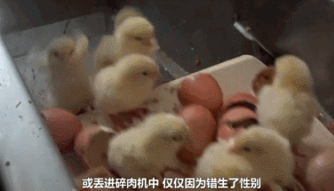 马斯克公司回应残忍虐猴，动物实验什么时候是个头？