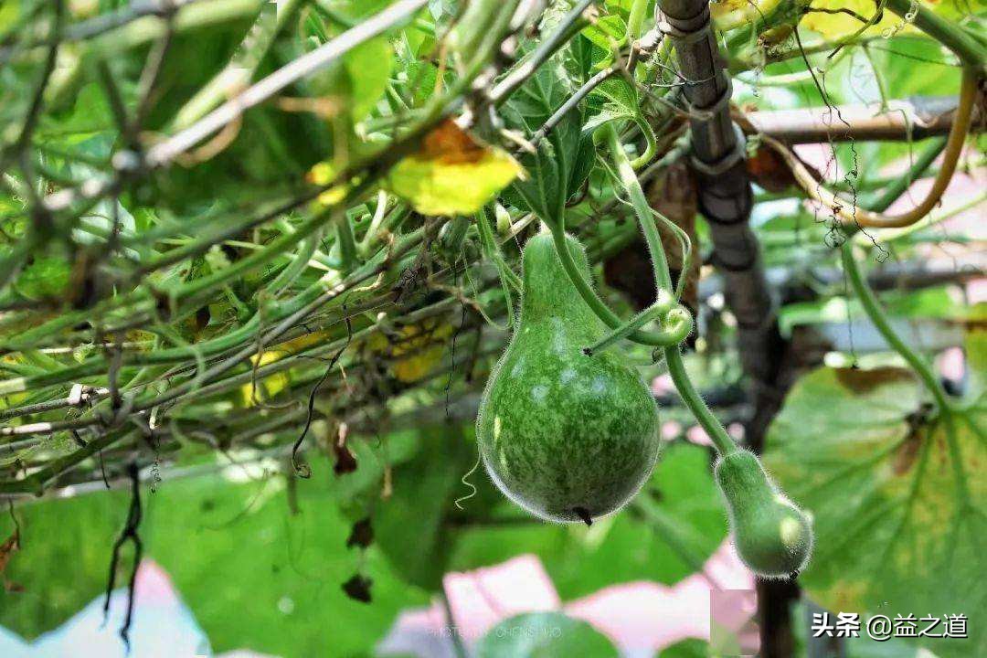 《民法典》解读173：关于委托代理终止的规定（下）