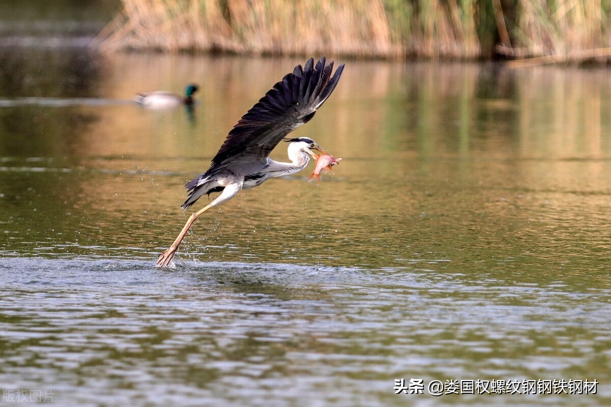 20220424螺纹钢期货是一个500—600的大区间震荡，现货商不要恐慌