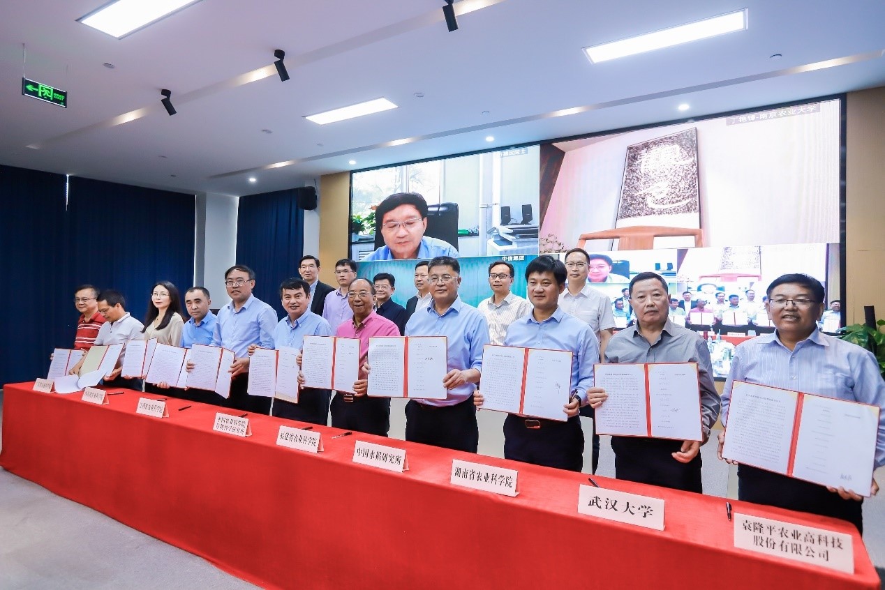 中信发起杂交水稻创新联盟，协同攻克及培育突破性技术