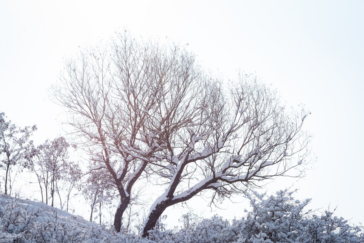 山村春雪（散文）