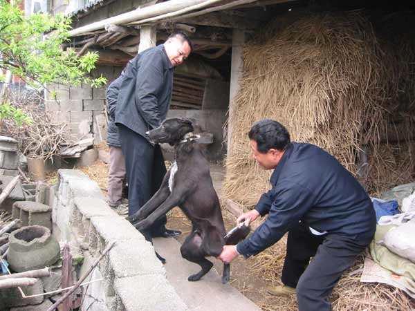 小心！狗狗这几个表现，是“狂犬病”的症状