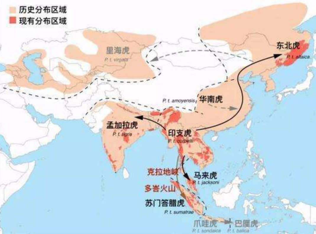 在全球各地几乎都曾出现过老虎的身影,以亚洲为例:老虎曾广泛分布在