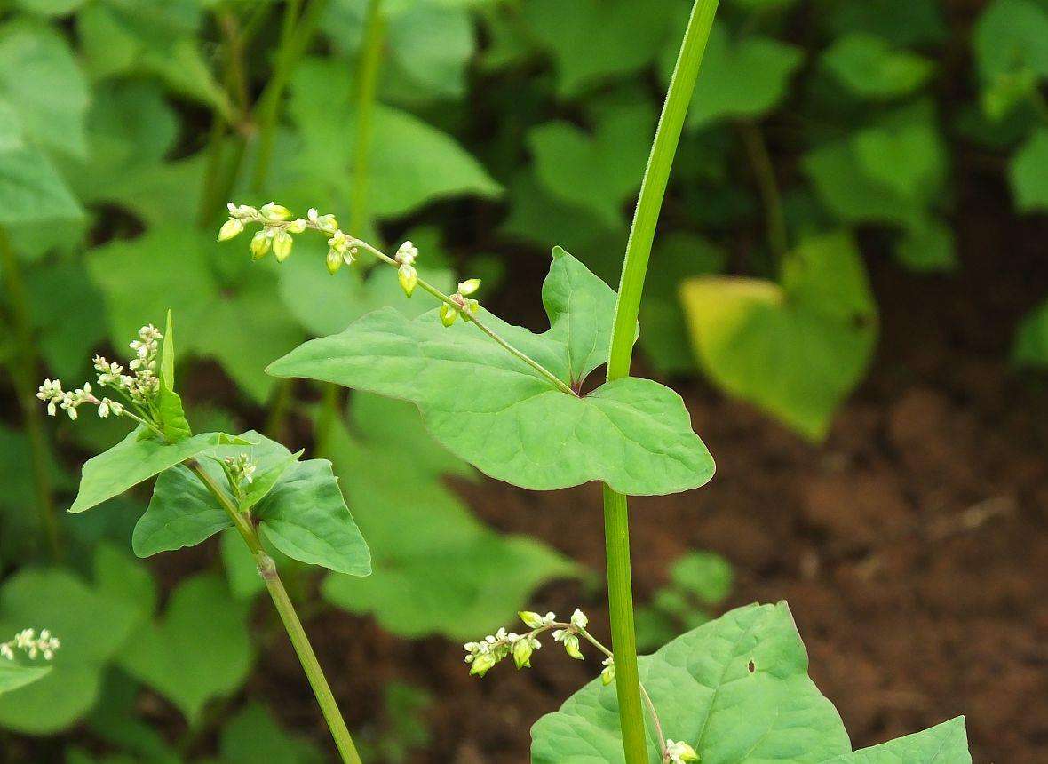 Golden Buckwheat People Call Golden Lock Silver Open Buckwheat Sanchi Buckwheat Angelica Delicious Wild Vegetables Do You Have It At Home Laitimes