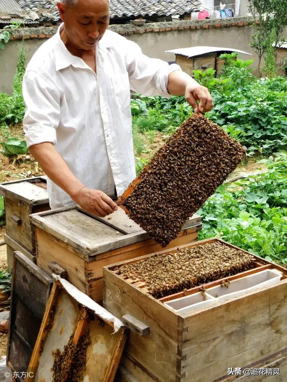 蜂蜜的成本价到底是多少？不同人养蜂，天壤之别
