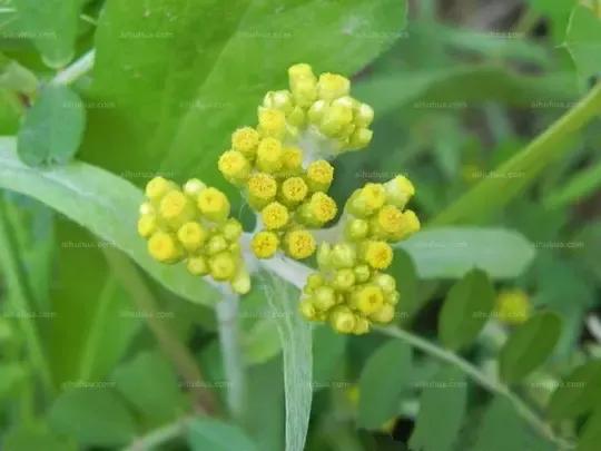 清明草图片大全（清明草的作用与药用价值）