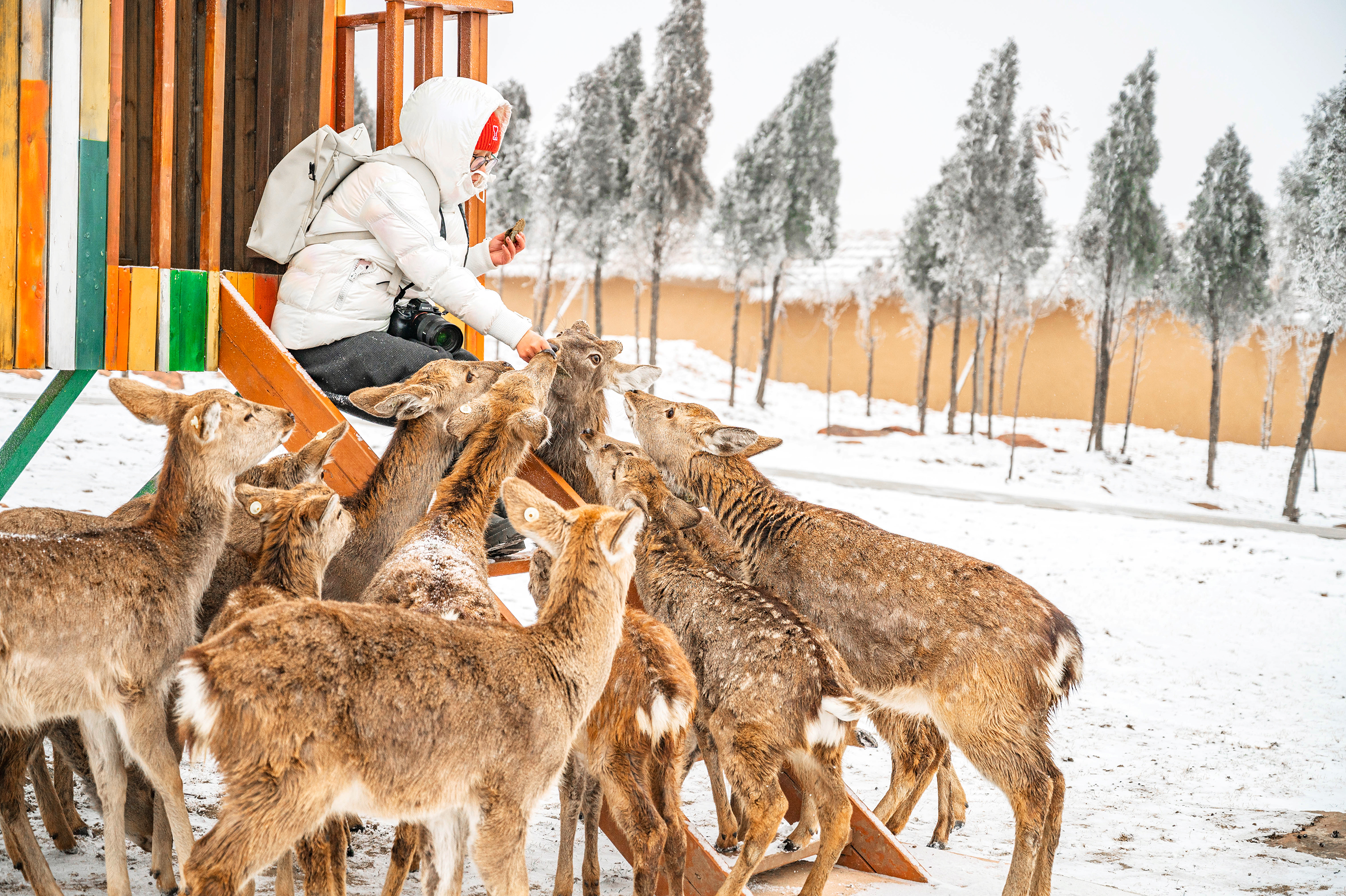 跨年春节遛娃好去处，郑州伏羲山云上牧场喂小鹿嗨玩冰雪