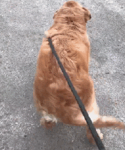 狗狗生病的10种表现，千万别错过最佳治疗时间