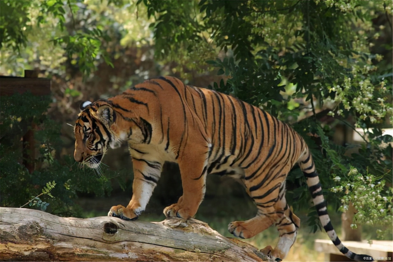 君子风范:森林之王老虎