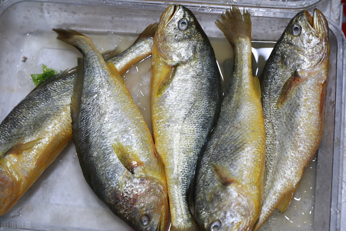 一夜捕捞4000斤黄鱼，卖出957万，黄鱼凭啥一斤高达2000多？