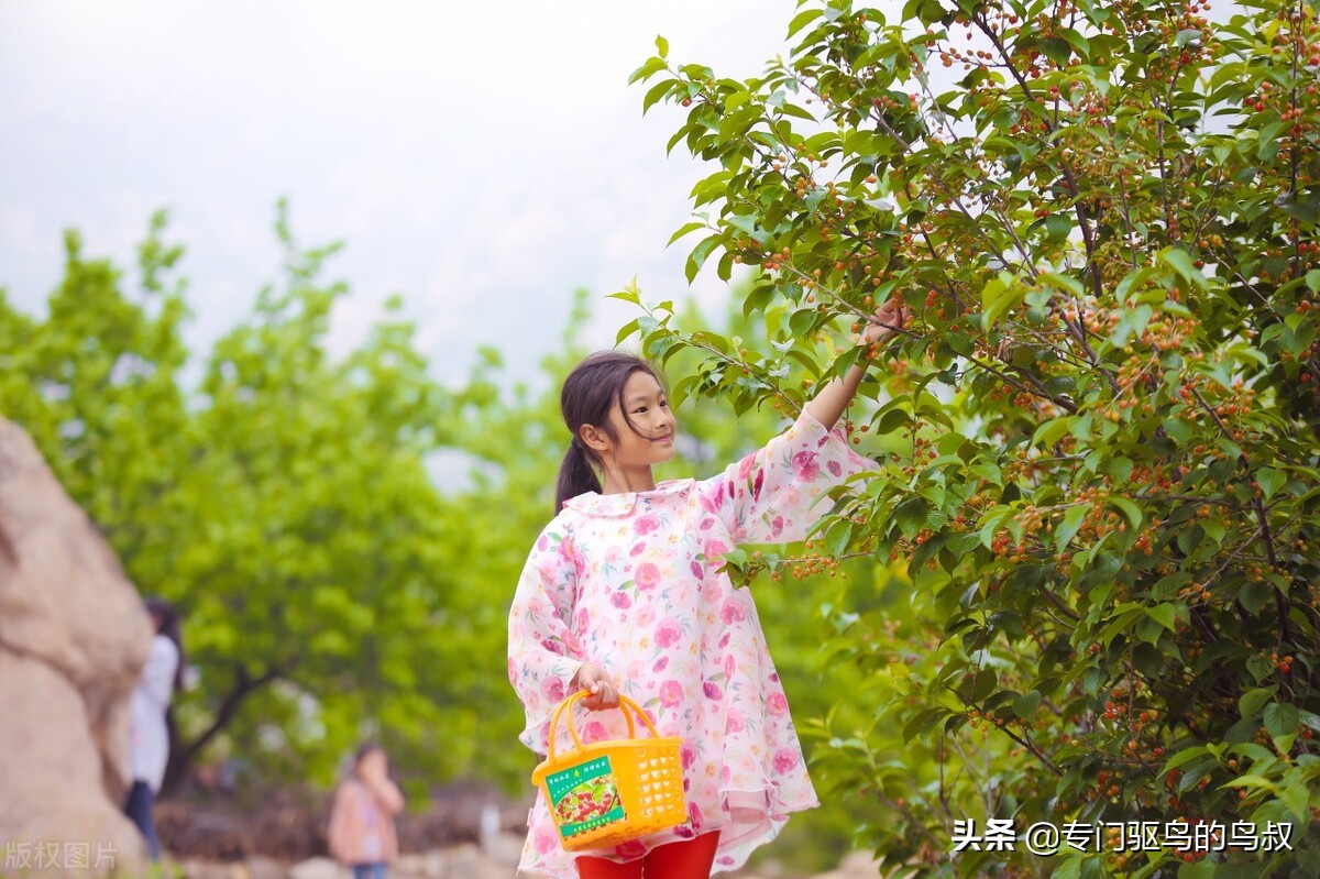 樱桃树下人类和疯狂的鸟类的大战-智能激光驱鸟器之九