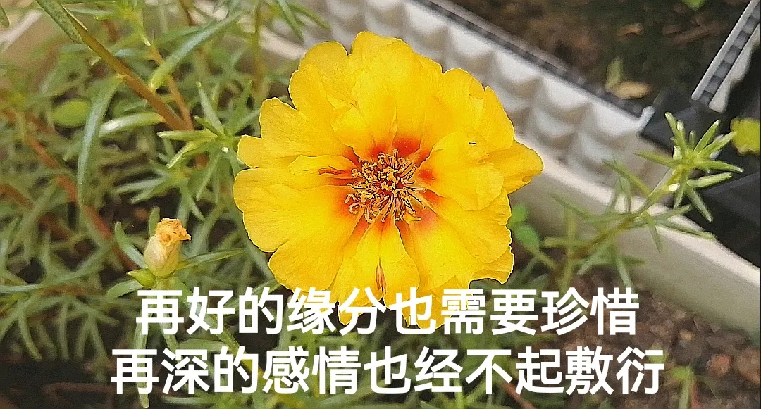 发说说的情感经典语录