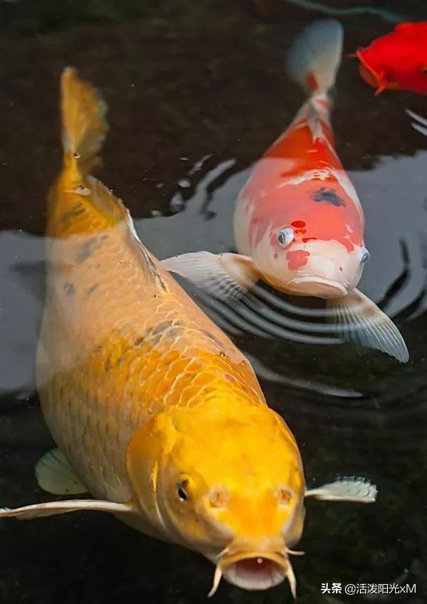 锦鲤图片锦鲤高清图片