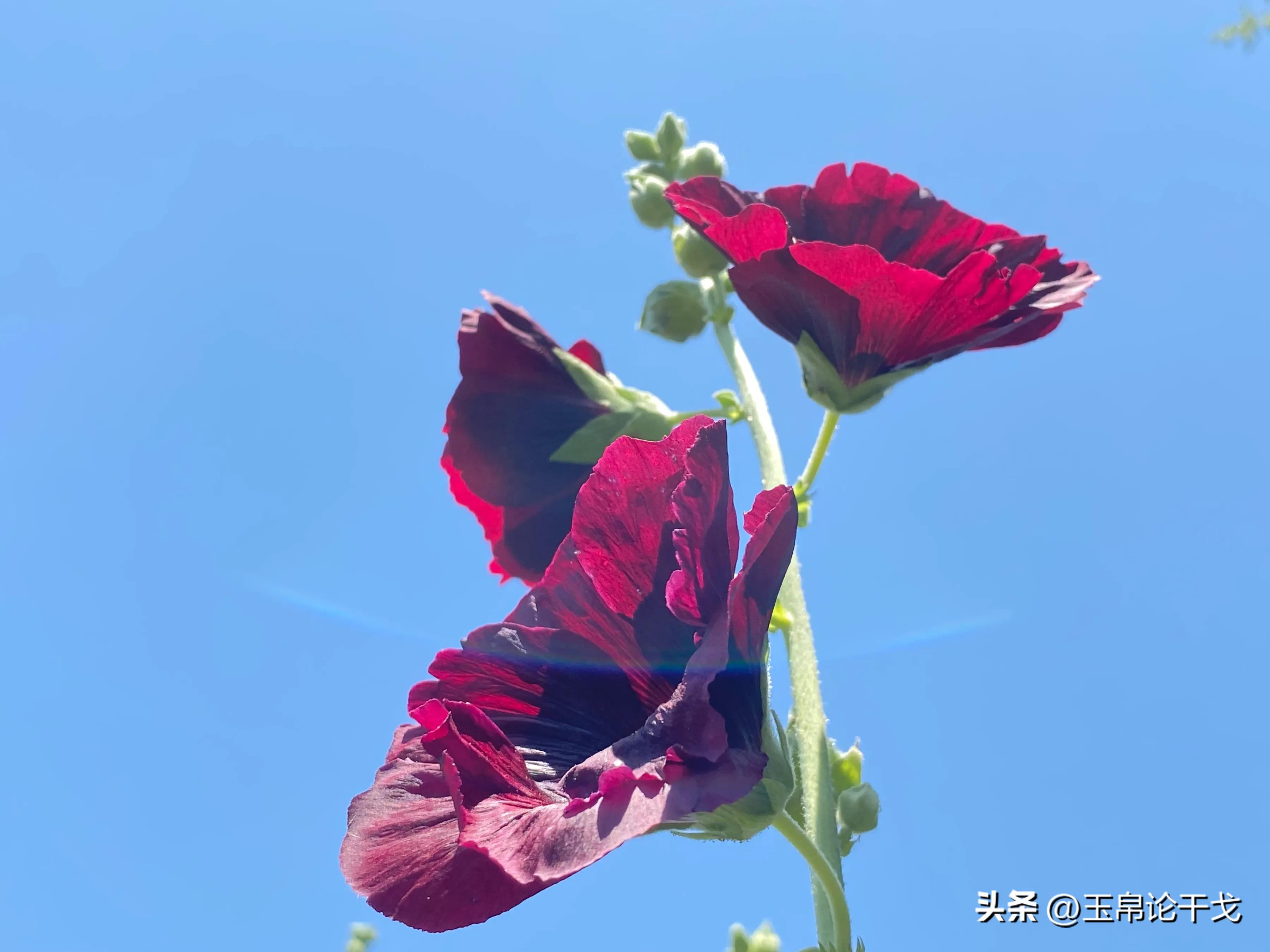 擦边情人谷