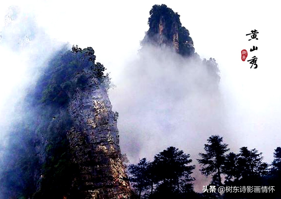 青松的品质和精神(大雪压青松，青松挺且直，松在中华文化中象征着一种精神)