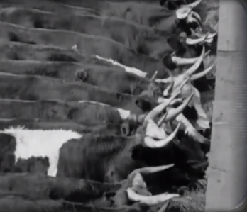 泔水兑牛奶，死老鼠做火腿，近万名儿童死亡，美国食品安全有多差